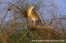 Squacco Heron (Ardeola ralloides) - Heron crabier - 20309 Squacco Heron (Ardeola ralloides) - Heron crabier - 20309