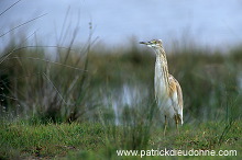 Squacco Heron (Ardeola ralloides) - Heron crabier - 20312