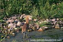 Squacco Heron (Ardeola ralloides) - Heron crabier - 20314
