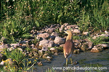 Squacco Heron (Ardeola ralloides) - Heron crabier - 20315