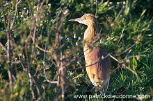 Squacco Heron (Ardeola ralloides) - Heron crabier - 20316 Squacco Heron (Ardeola ralloides) - Heron crabier - 20316