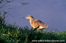 Squacco Heron (Ardeola ralloides) - Heron crabier - 20317
