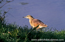 Squacco Heron (Ardeola ralloides) - Heron crabier - 20317 Squacco Heron (Ardeola ralloides) - Heron crabier - 20317