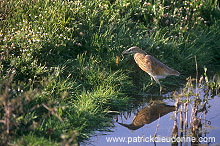 Squacco Heron (Ardeola ralloides) - Heron crabier - 20318 Squacco Heron (Ardeola ralloides) - Heron crabier - 20318