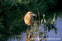 Squacco Heron (Ardeola ralloides) - Heron crabier - 20319