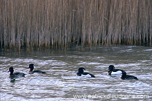 Tufted Duck (Aythya fuligula) - Fuligule morillon - 20456