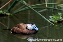 White-headed Duck (Oxyura leucocephala) - Erismature a tete blanche - 20458 White-headed Duck (Oxyura leucocephala) - Erismature a tete blanche - 20458