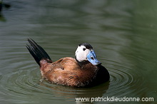 White-headed Duck (Oxyura leucocephala) - Erismature a tete blanche - 20460