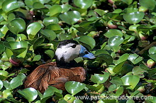 White-headed Duck (Oxyura leucocephala) - Erismature a tete blanche - 20461