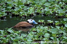 White-headed Duck (Oxyura leucocephala) - Erismature a tete blanche - 20463