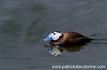 White-headed Duck (Oxyura leucocephala) - Erismature a tete blanche - 20464