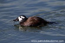 White-headed Duck (Oxyura leucocephala) - Erismature a tete blanche - 20465 White-headed Duck (Oxyura leucocephala) - Erismature a tete blanche - 20465