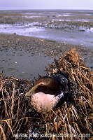 Eider (Somateria mollissima) - Eider a duvet - 20468 Eider (Somateria mollissima) - Eider a duvet - 20468