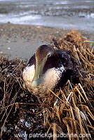 Eider (Somateria mollissima) - Eider a duvet -  20469