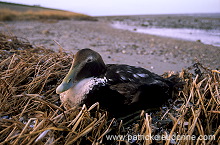 Eider (Somateria mollissima) - Eider a duvet -  20471