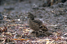 Eider (Somateria mollissima) - Eider a duvet - 20474 Eider (Somateria mollissima) - Eider a duvet - 20474