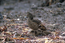 Eider (Somateria mollissima) - Eider a duvet - 20474