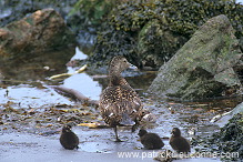 Eider (Somateria mollissima) - Eider a duvet - 20476