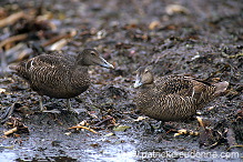 Eider (Somateria mollissima) - Eider a duvet - 20478 Eider (Somateria mollissima) - Eider a duvet - 20478