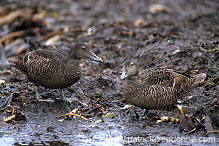 Eider (Somateria mollissima) - Eider a duvet - 20478