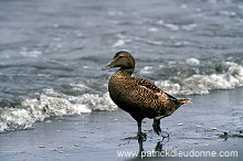 Eider (Somateria mollissima) - Eider a duvet - 20480