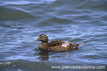 Eider (Somateria mollissima) - Eider a duvet - 20482