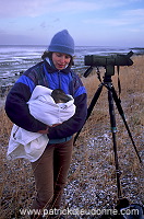 Eider (Somateria mollissima) - Eider a duvet - 20483