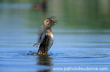 Gadwall (Anas strepera) - Canard Chipeau - 20486