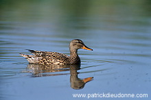 Gadwall (Anas strepera) - Canard Chipeau - 20488