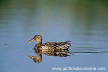 Gadwall (Anas strepera) - Canard Chipeau - 20489