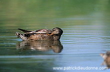 Gadwall (Anas strepera) - Canard Chipeau - 20490