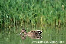 Gadwall (Anas strepera) - Canard Chipeau -  20491