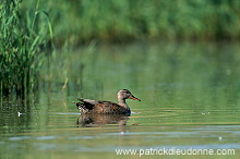 Gadwall (Anas strepera) - Canard Chipeau -  20492