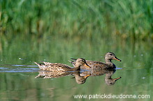 Gadwall (Anas strepera) - Canard chipeau -  20493