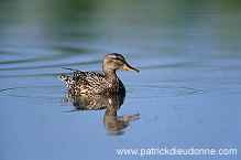 Gadwall (Anas strepera) - Canard chipeau -  20494