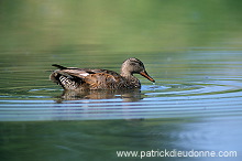 Gadwall (Anas strepera) - Canard chipeau -  20496