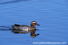 Garganey (Anas querquedula) - Sarcelle d'ete -  20499