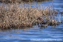 Garganey (Anas querquedula) - Sarcelle d'ete -  20500