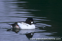 Goldeneye (Bucephala clangula) - Garrot a oeil d'or -  20502