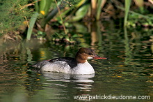 Goosander (Mergus merganser) -  Harle bievre - 20503