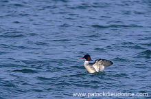 Goosander (Mergus merganser) -  Harle bievre - 20505