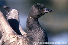 Brent Goose (Branta bernicla) - Bernache cravant  - 20507