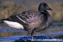 Brent Goose (Branta bernicla) - Bernache cravant - 20510