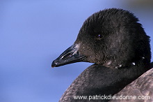 Brent Goose (Branta bernicla) - Bernache cravant - 20511