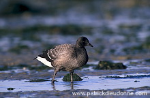 Brent Goose (Branta bernicla) - Bernache cravant - 20515