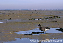 Brent Goose (Branta bernicla) - Bernache cravant - 20516