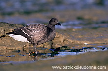 Brent Goose (Branta bernicla) - Bernache cravant - 20517