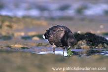 Brent Goose (Branta bernicla) - Bernache cravant - 20518