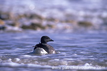 Brent Goose (Branta bernicla) - Bernache cravant - 20523