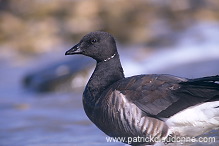 Brent Goose (Branta bernicla) - Bernache cravant - 20524